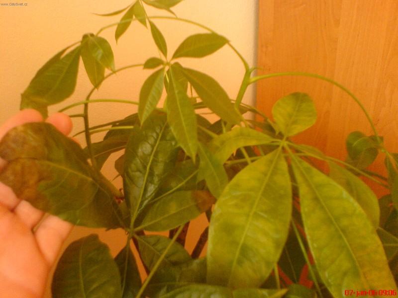 Foto: Pachira-Pestitel: Gabriel