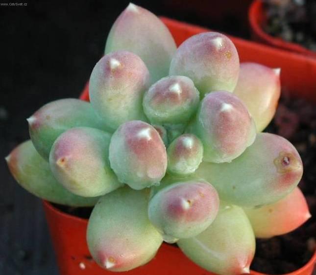 Foto: Pachyphytum