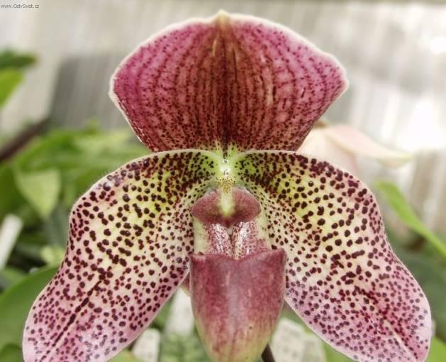 Fotky: Pafiopedilum, st�evi�n�kovec (foto, obrazky)