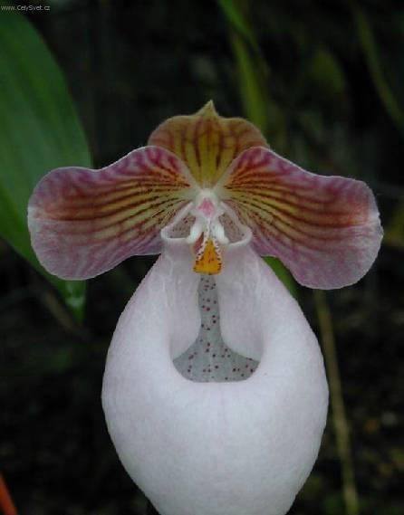 Fotky: Pafiopedilum, st�evi�n�kovec (foto, obrazky)