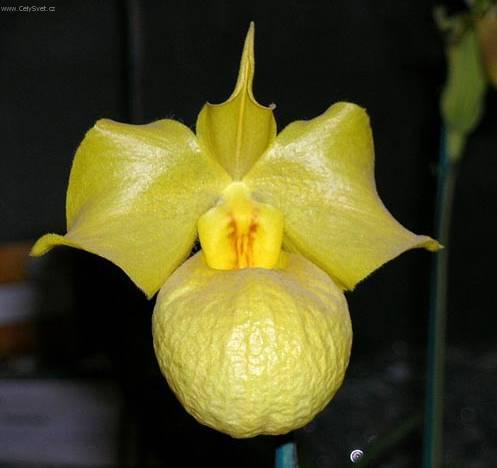 Fotky: Pafiopedilum, st�evi�n�kovec (foto, obrazky)