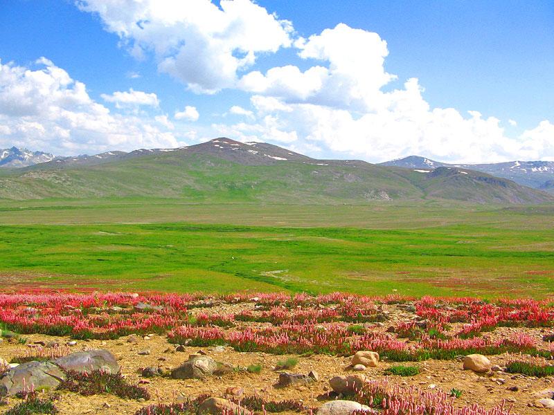 Foto: P�kist�n-Deosai Plateau