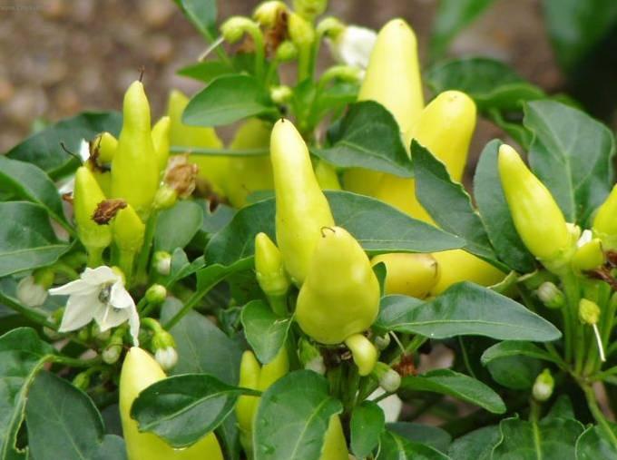 Fotky: Paprika ro�n� (foto, obrazky)