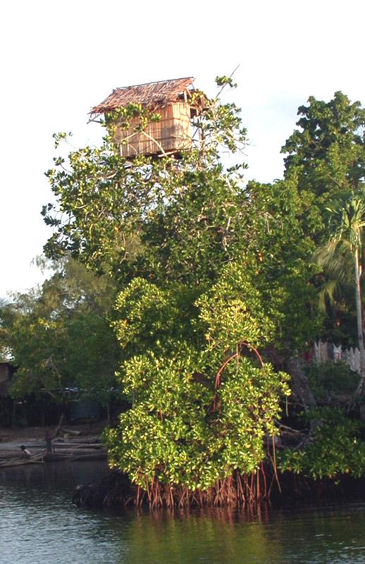 Fotky: Papua-Nov� Guinea (foto, obrazky)