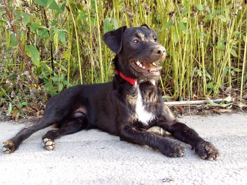 Foto: Patterdale teri�r-Chovatel: Jarvy