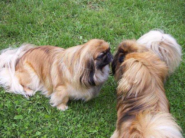 Fotky: Pekingsk� pal�cov� ps�k, pekin�z (foto, obrazky)