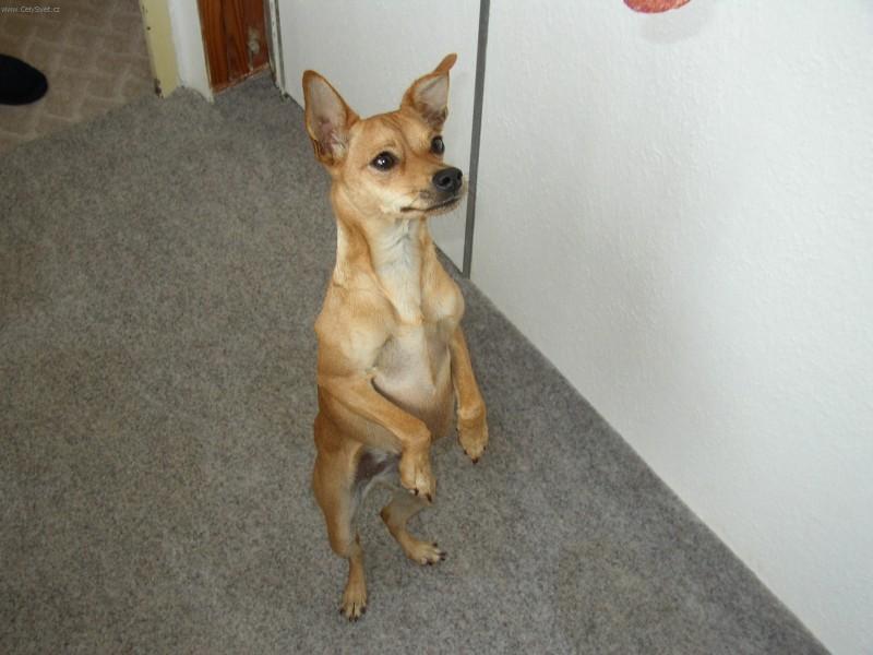 Fotky: Pin�-harlek�n (foto, obrazky)