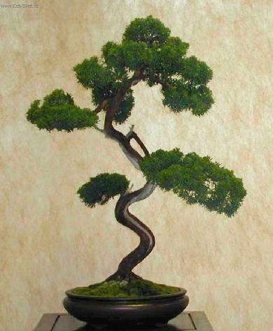 Fotky: Pist�cie (foto, obrazky)