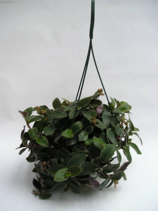 Fotky: Pod�nka, tradeskancie (foto, obrazky)