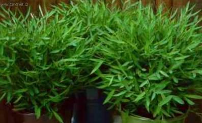 Foto: Pokojov� bambus