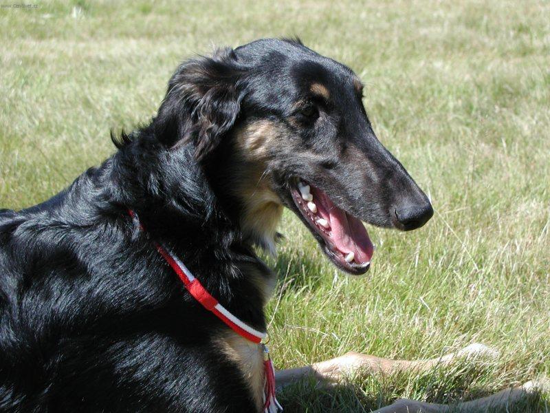 Foto: Polsk� chrt-Majitel: Ruth Kettrup