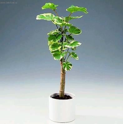 Fotky: St�novka (foto, obrazky)