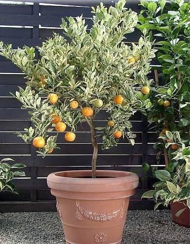 Foto: Pomeran�ovn�k