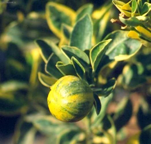 Foto: Pomeran�ovn�k