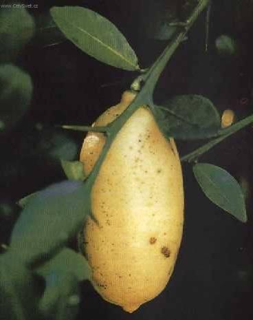 Foto: Pomeran�ovn�k