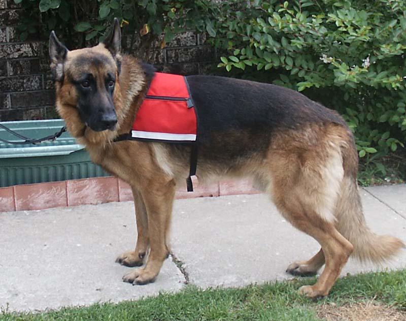 Foto: Pracovn� psi