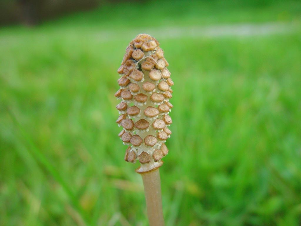 Foto: P�esli�ka Roln�