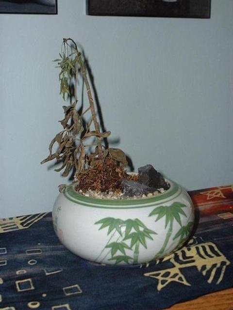 Foto: Probl�my p�i p�stov�n� pokojov�ch rostlin