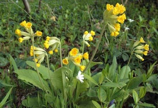 Foto: Prvosenka, primulka