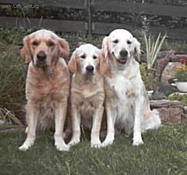 Foto: Ps� modlitba, ps� z�kony, pravidla