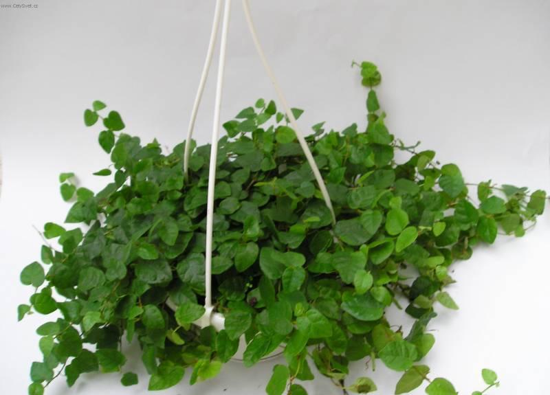 Fotky: Fikus drobou�k� (foto, obrazky)