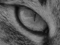 Foto: Puzzle online: Ko�ky 1