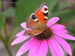 Fotky: Puzzle online: Ostatn� 5 (foto, obrazky)