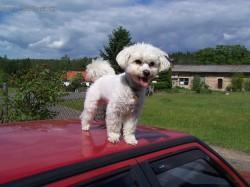 Foto: Puzzle online: Psi 3