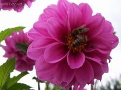 Foto: Puzzle online: Rostlina 5