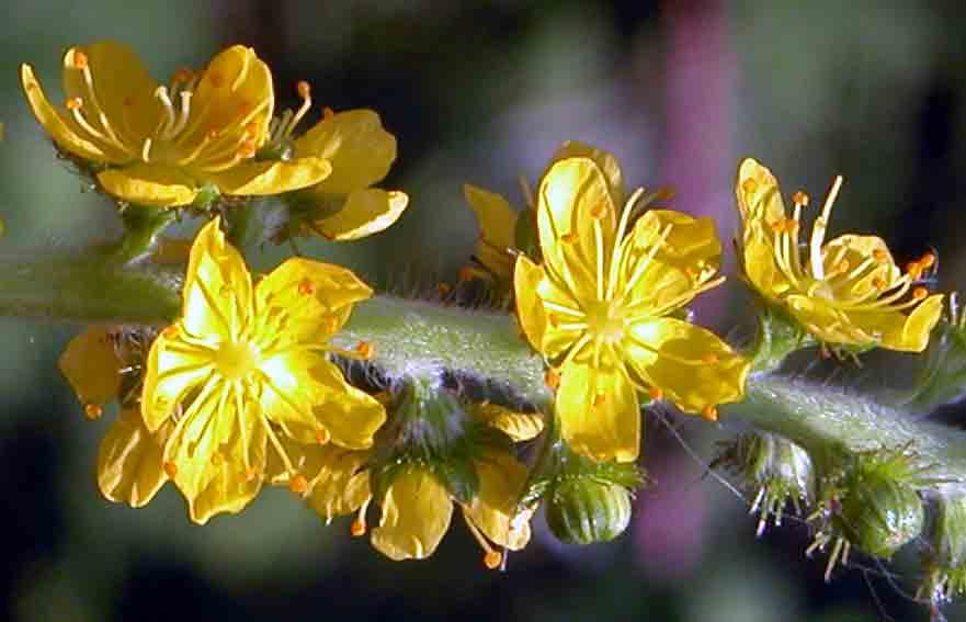 Foto: �ep�k L�ka�sk�