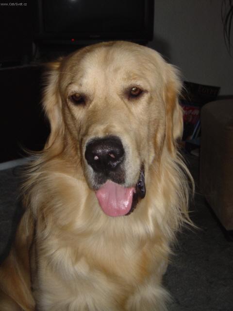 Fotky: Retr�v�i (foto, obrazky)