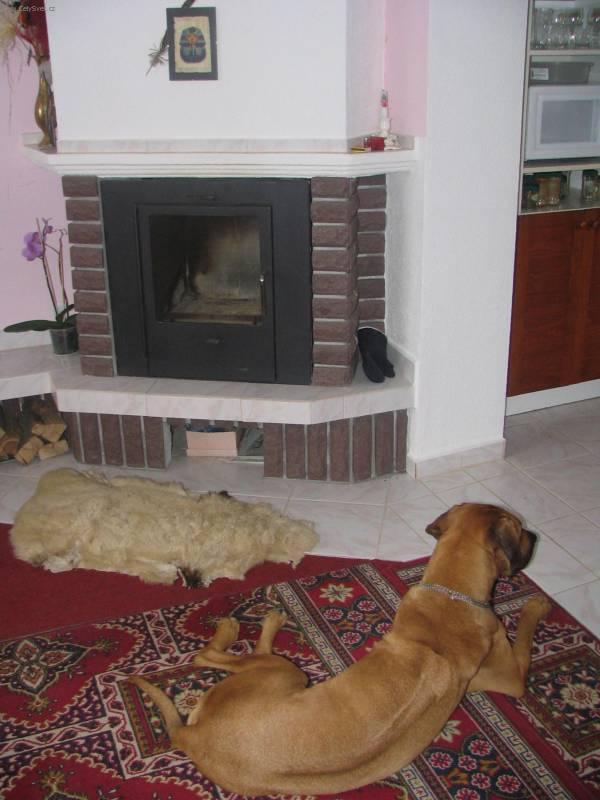 Fotky: Rhod�sk� ridgeback, Rhod�zsk� ridgeback (foto, obrazky)