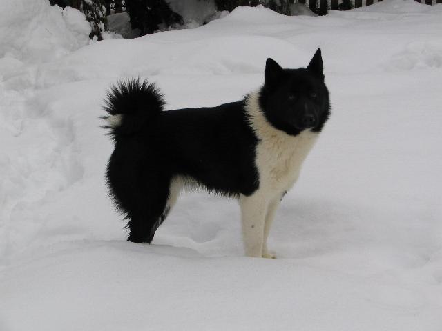 Foto: Ruskoevropsk� lajka-Faust. Majitelka: Dalibor Pav�zka