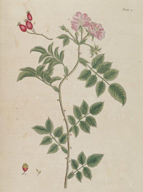 Fotky: R��e ��pkov� (foto, obrazky)