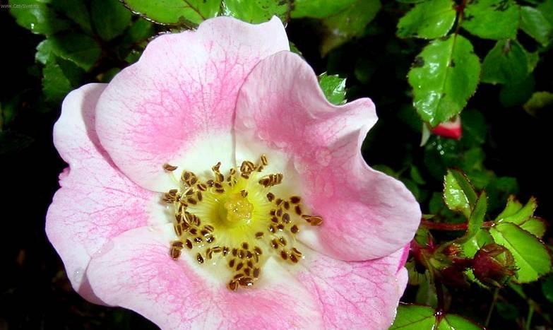 Fotky: R��e (foto, obrazky)