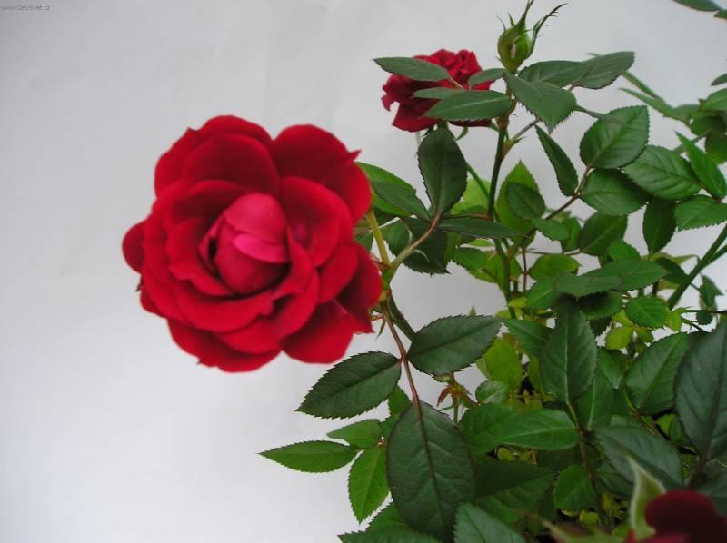 Fotky: R��e (foto, obrazky)