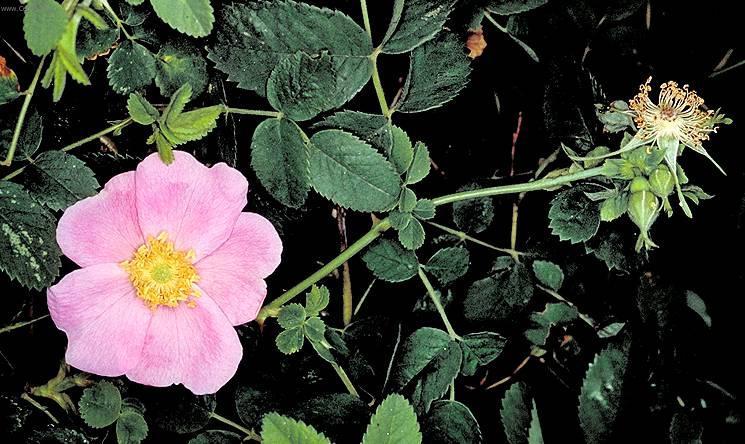 Fotky: R��e (foto, obrazky)