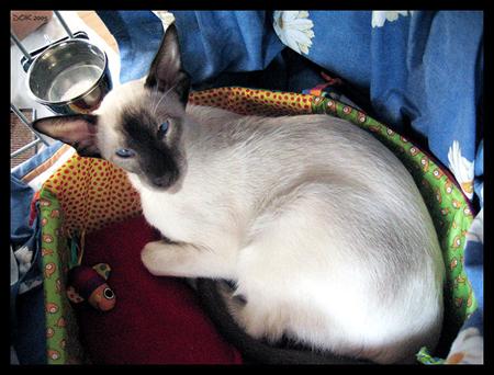 Fotky: Siamsk� ko�ka (foto, obrazky)