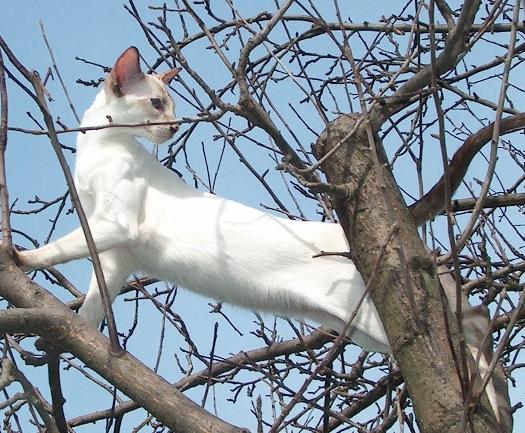 Fotky: Siamsk� ko�ka (foto, obrazky)