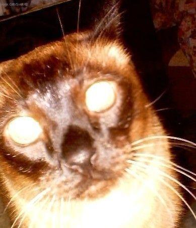 Fotky: Siamsk� ko�ka (foto, obrazky)