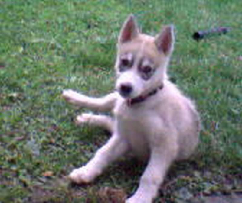 Fotky: Sibi�sk� husky (foto, obrazky)