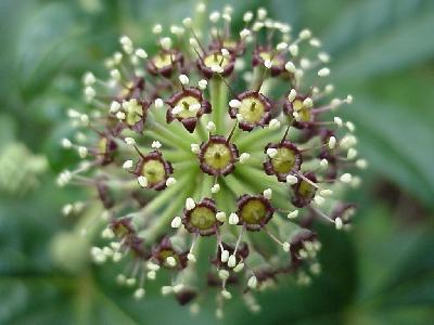 Foto: Sibi�sk� �en�en