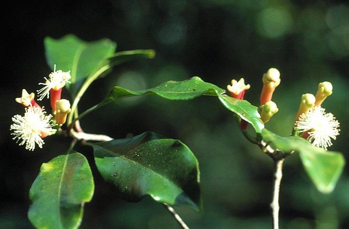 Foto: Sibi�sk� �en�en