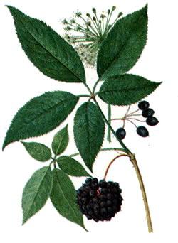 Foto: Sibi�sk� �en�en