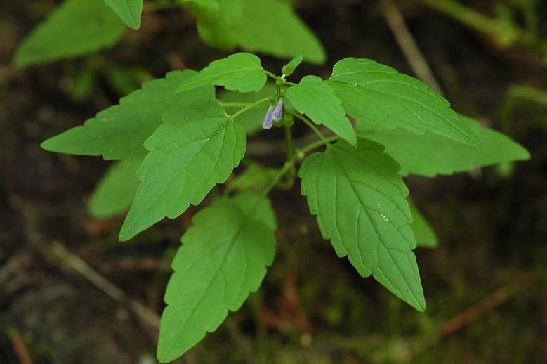 Fotky: �i��k (foto, obrazky)