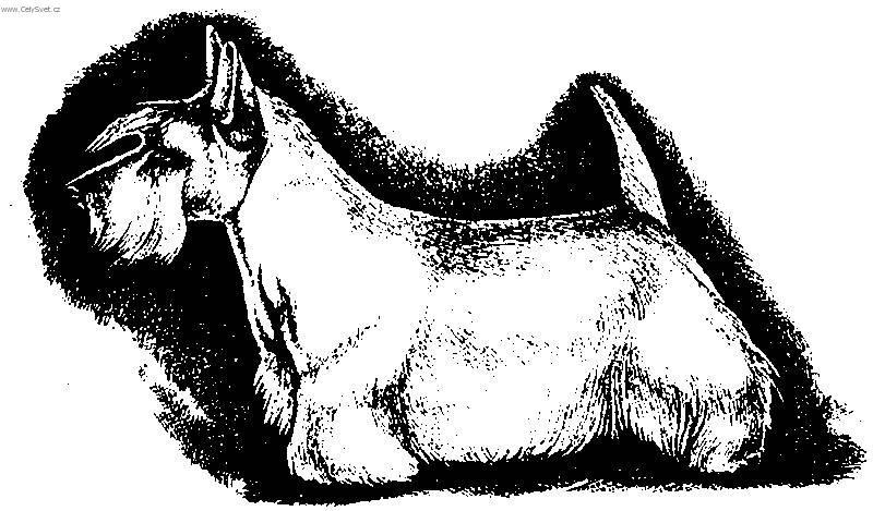 Foto: Skotsk� teri�r-Kresba