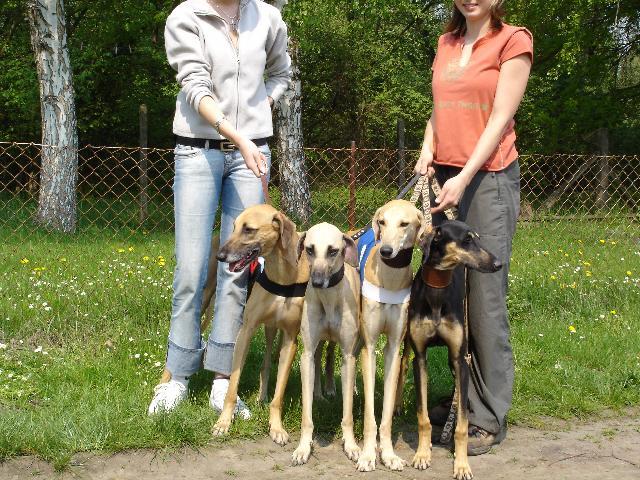 Fotky: Sloughi, arabsk� chrt (foto, obrazky)