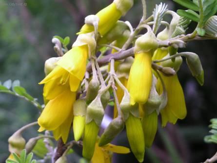 Fotky: Sparm�nie, pokojov� lipka (foto, obrazky)