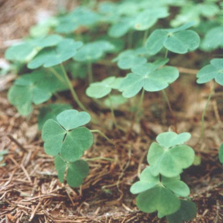 Foto: ��avel Kysel�