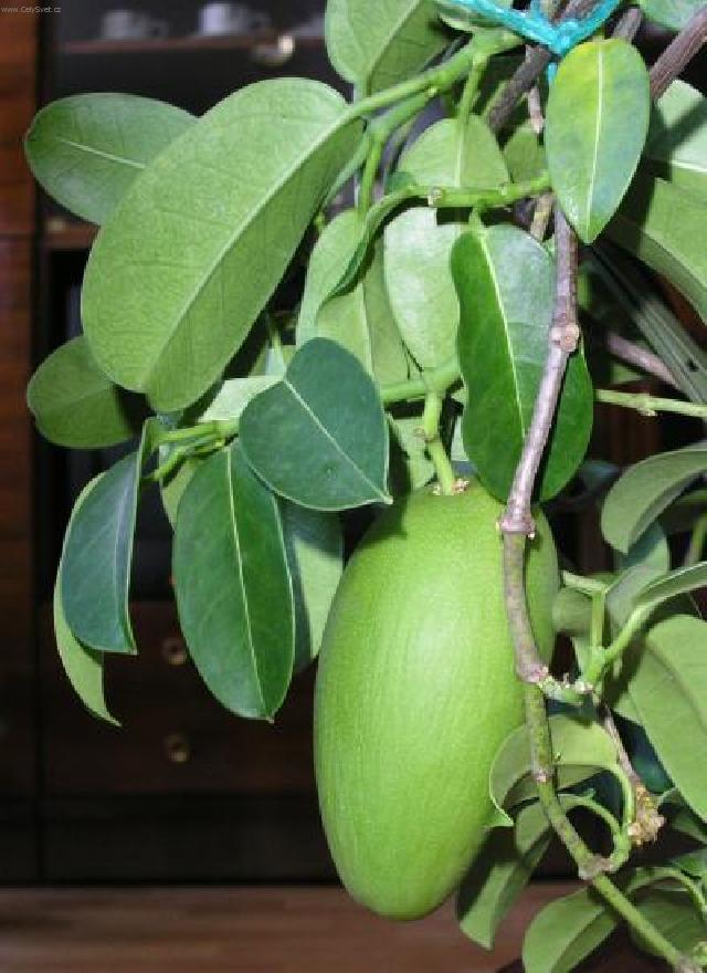 Foto: Stefanotis, v�ncovec kv�tnat�-Stephanotis / Adenia